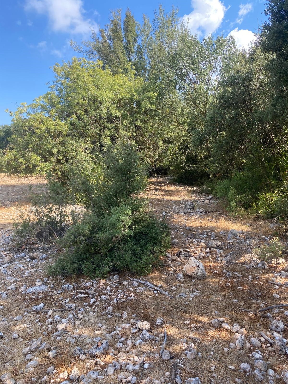 Kaş Pınarbaşı mah. uygun fiyatlı tarla
