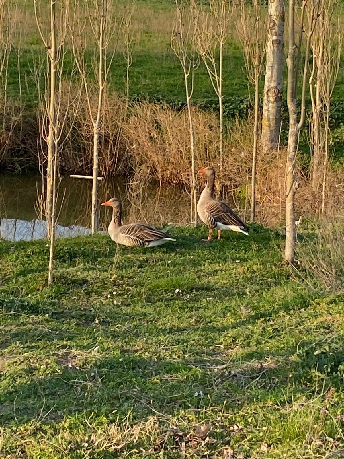 Edirne Enez'de Satılık 23.137 m² Müstesna Çiftlik Evi