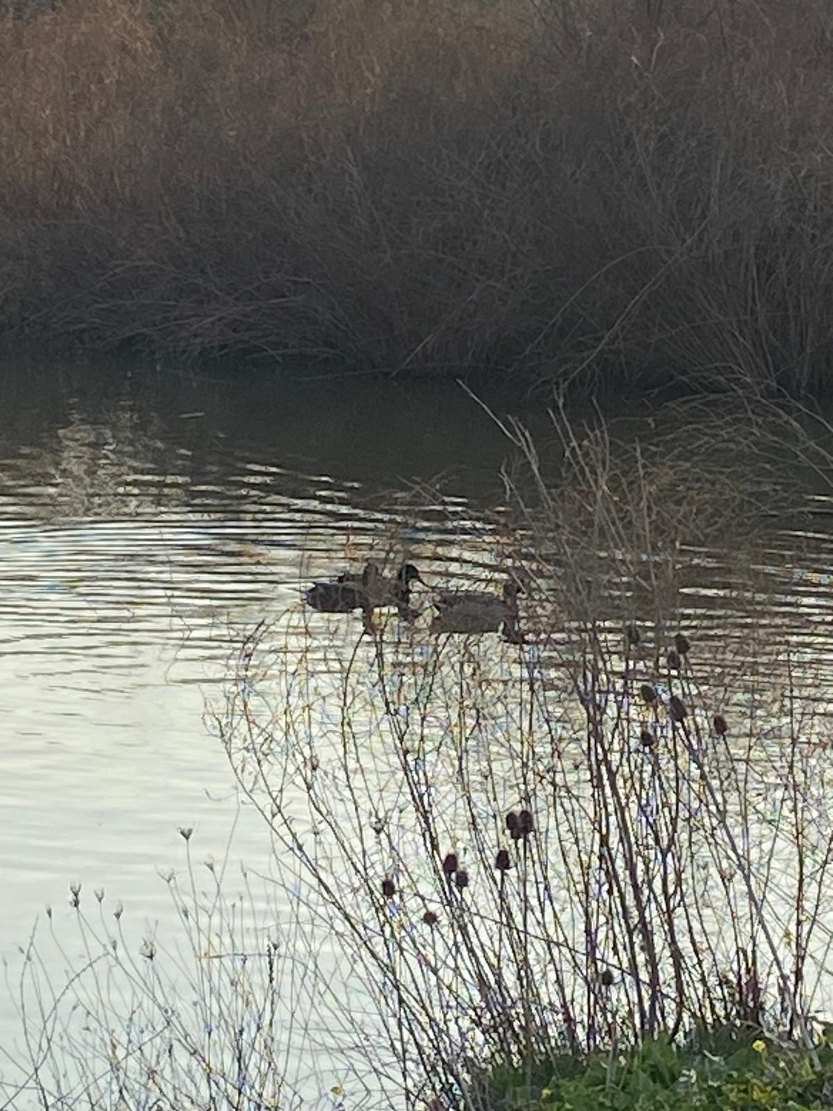 Edirne Enez'de Satılık 23.137 m² Müstesna Çiftlik Evi