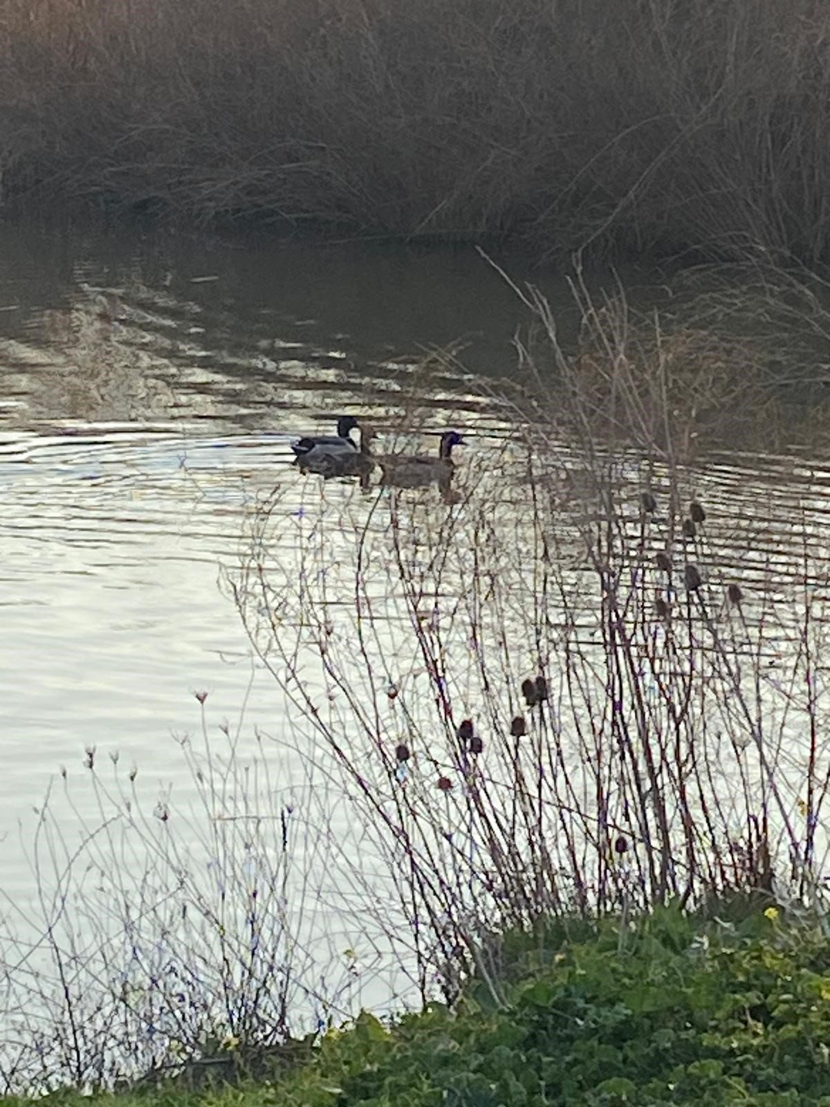 Edirne Enez'de Satılık 23.137 m² Müstesna Çiftlik Evi