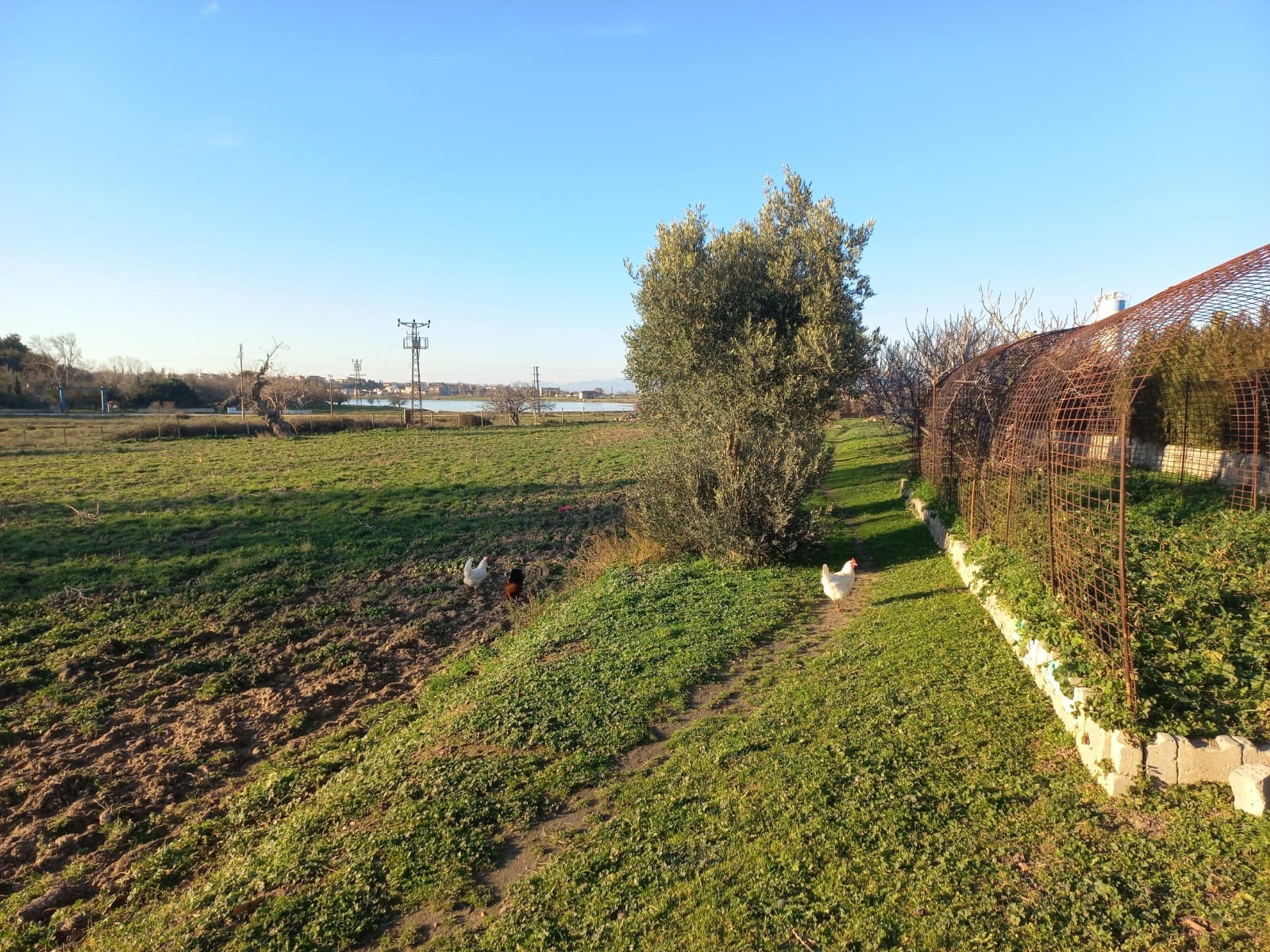 Edirne Enez'de Satılık 23.137 m² Müstesna Çiftlik Evi