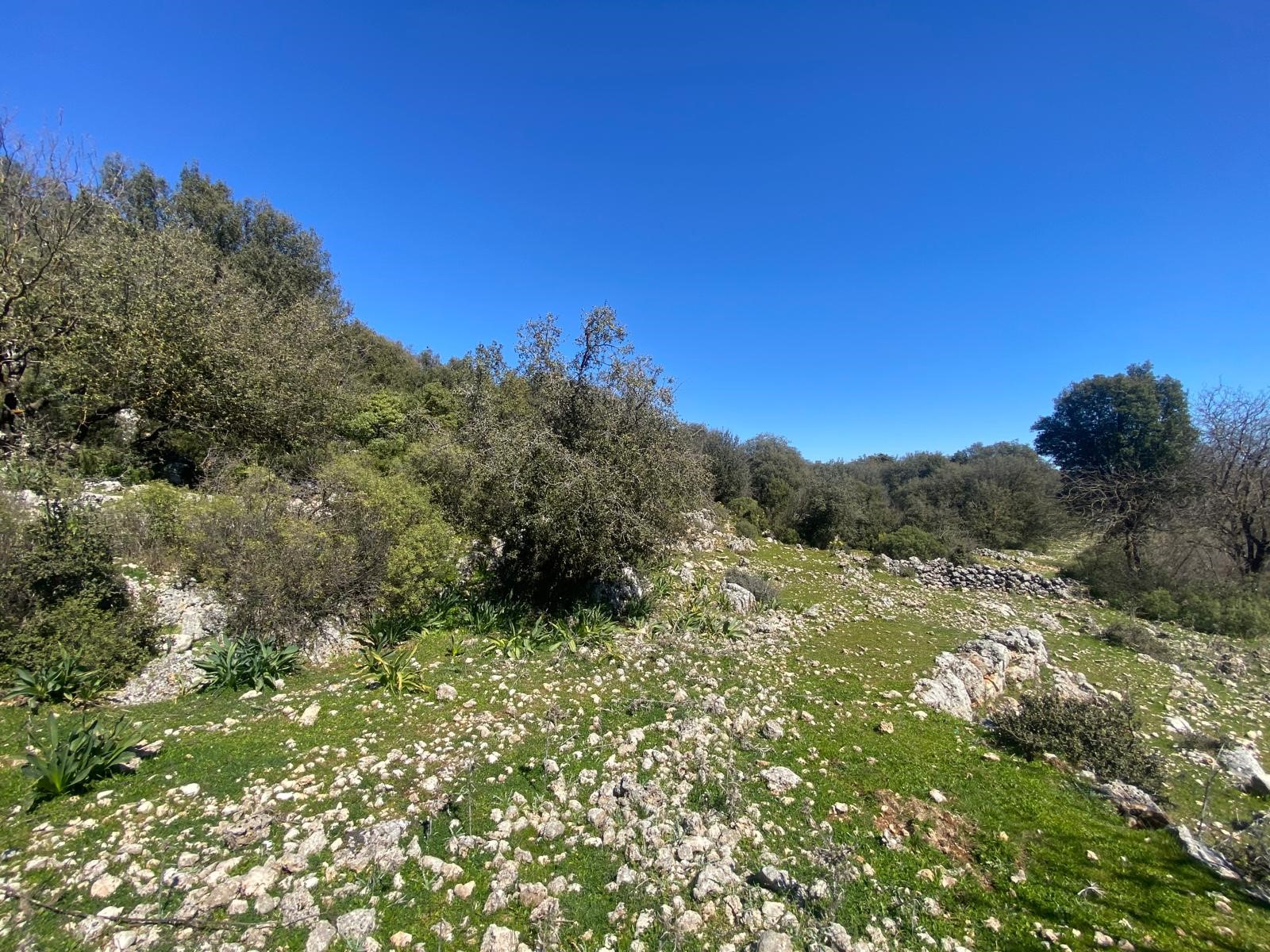 Kaş Pınarbaşı Kartın mevkiinde kupon tarla