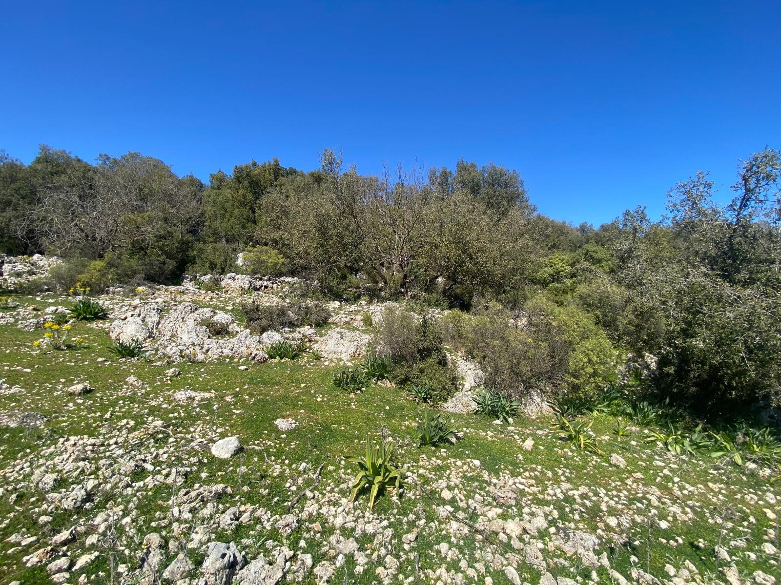 Kaş Pınarbaşı Kartın mevkiinde kupon tarla