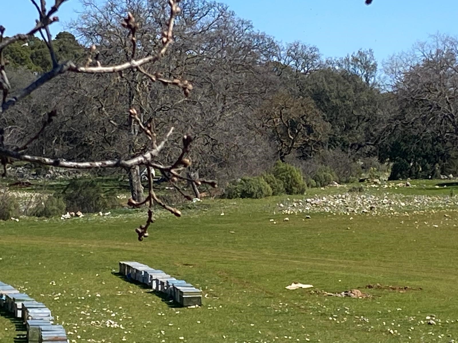 Kaş Pınarbaşı Kartın mevkiinde kupon tarla