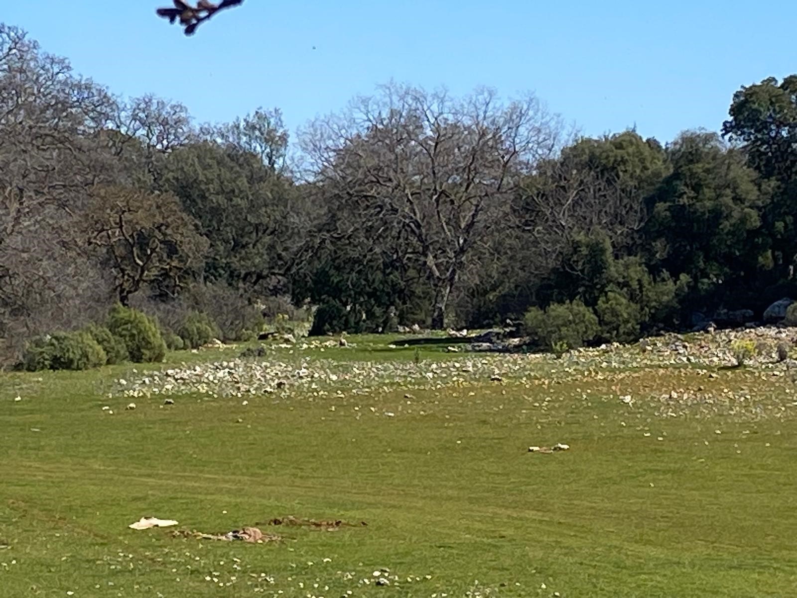 Kaş Pınarbaşı Kartın mevkiinde kupon tarla