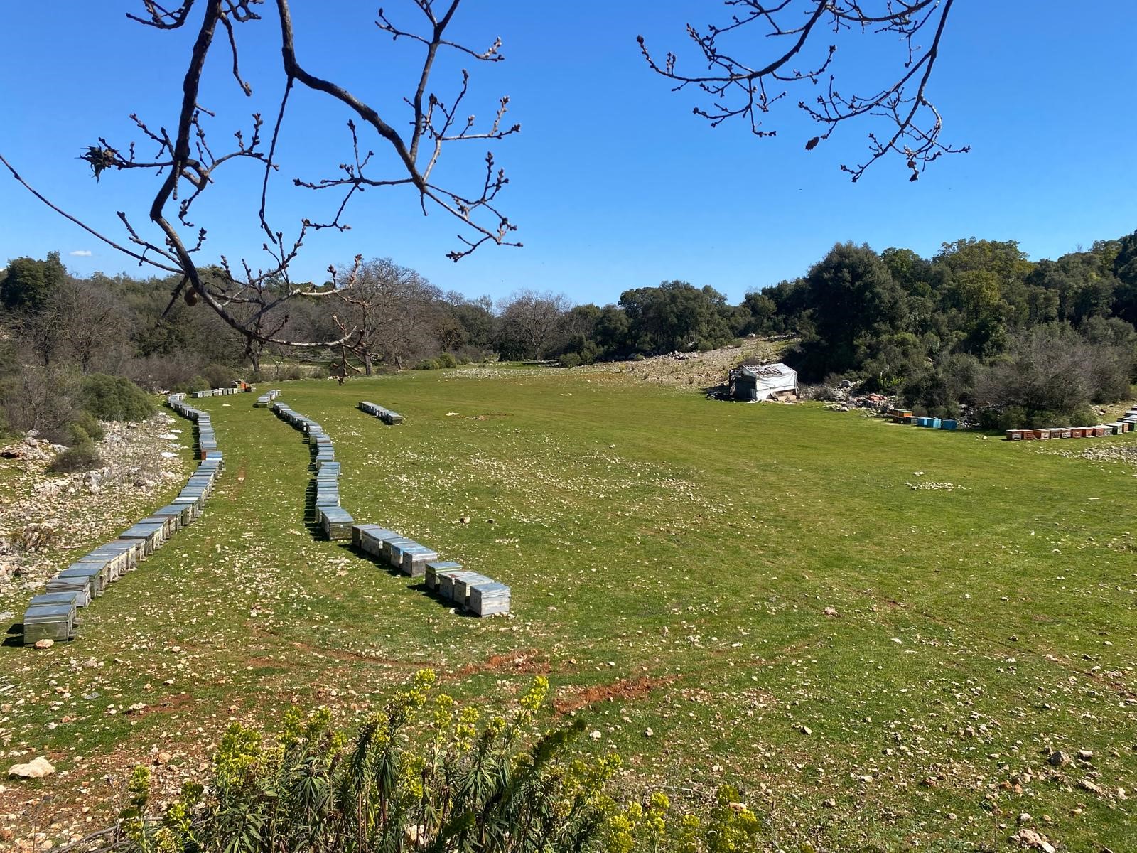 Kaş Pınarbaşı Kartın mevkiinde kupon tarla