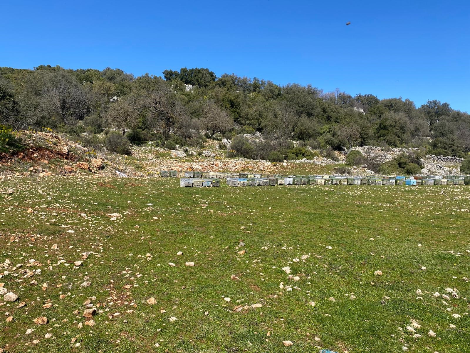 Kaş Pınarbaşı Kartın mevkiinde kupon tarla