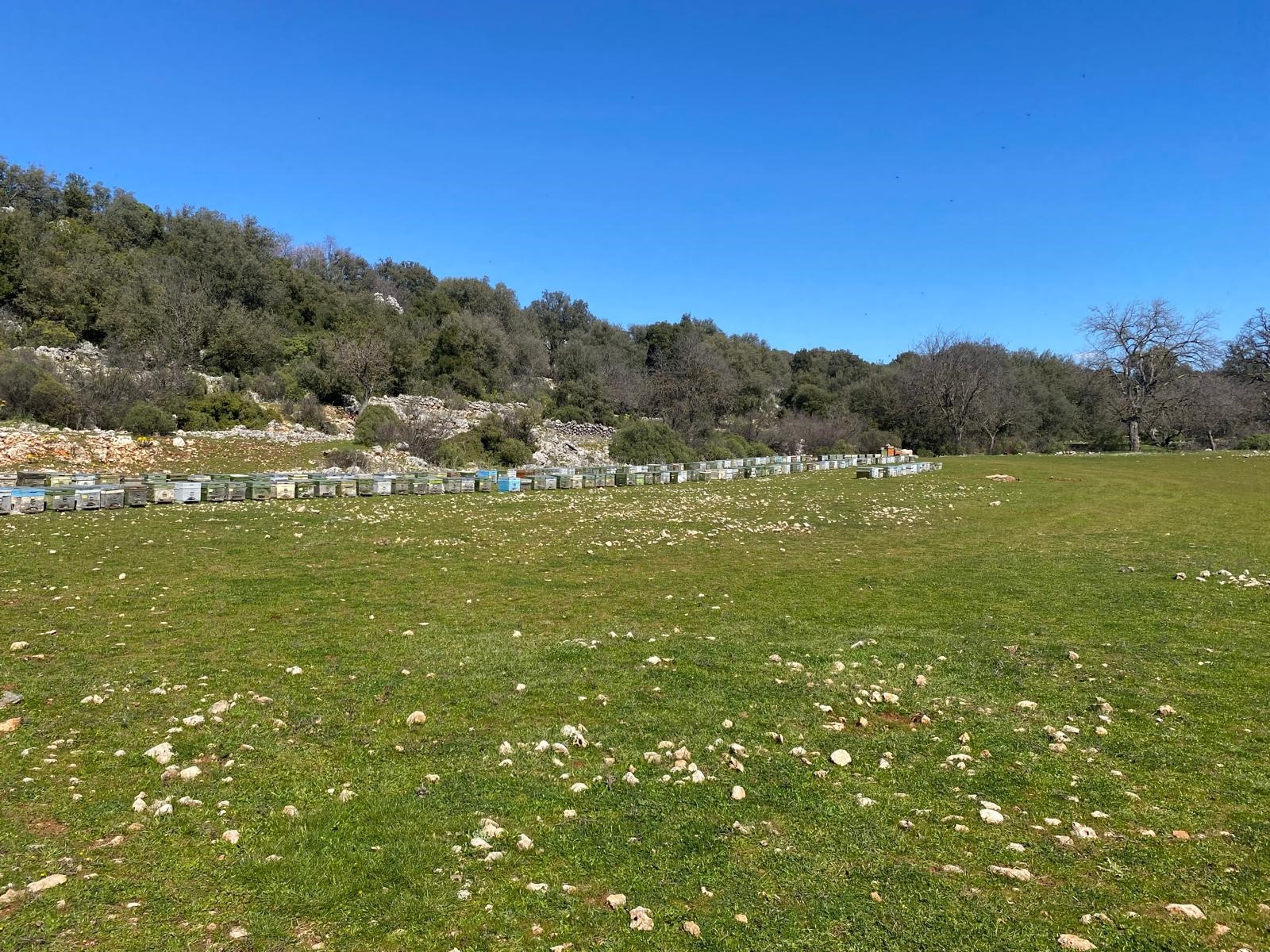 Kaş Pınarbaşı Kartın mevkiinde kupon tarla