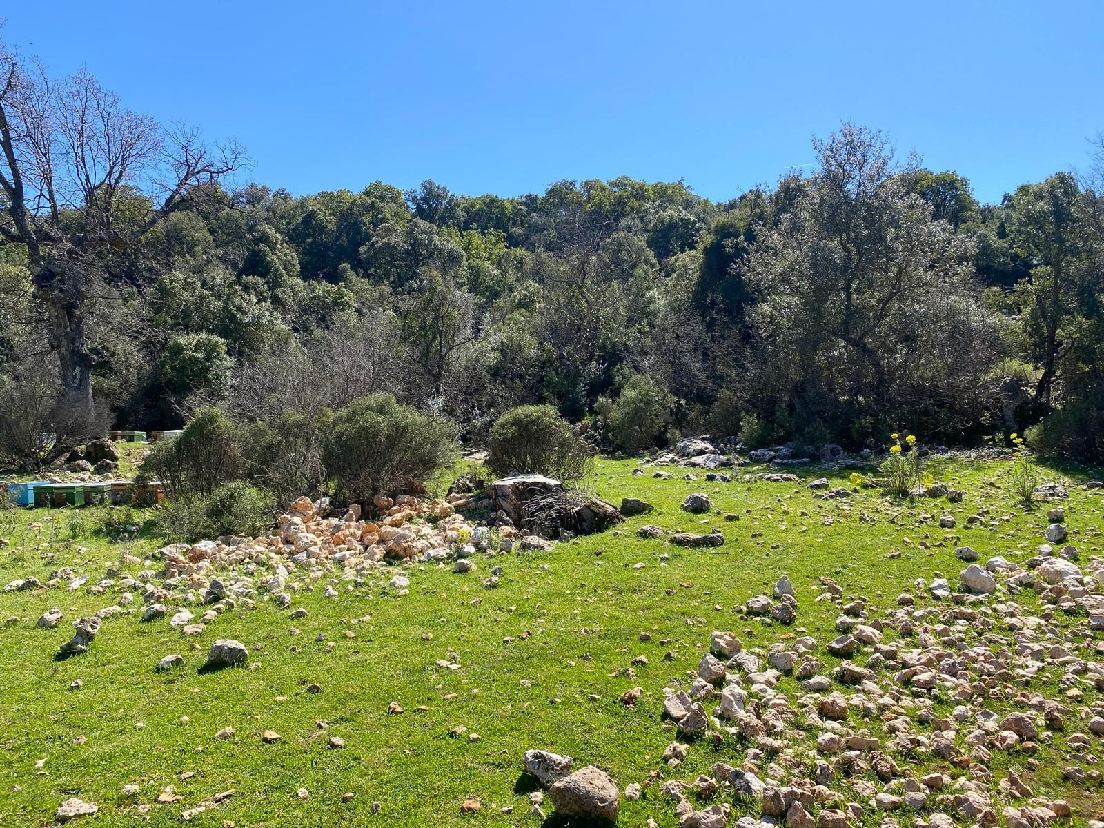 Kaş Pınarbaşı Kartın mevkiinde kupon tarla