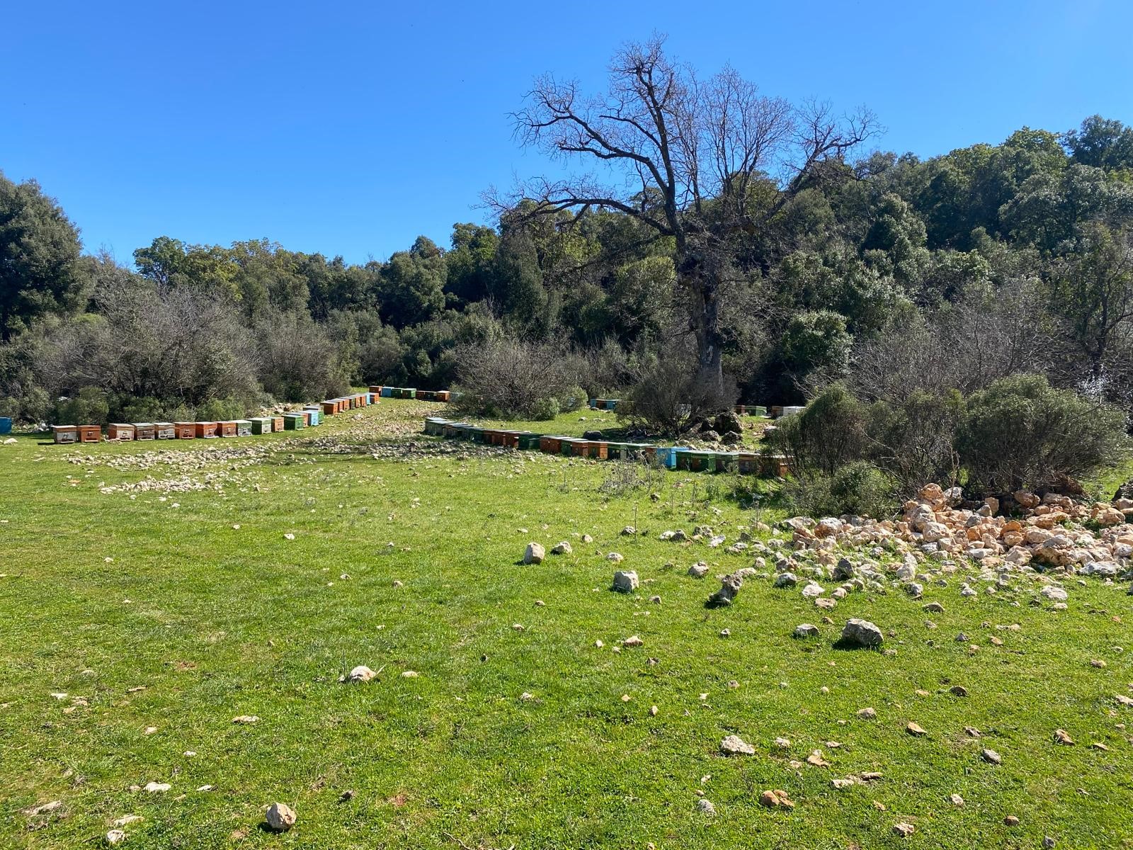 Kaş Pınarbaşı Kartın mevkiinde kupon tarla