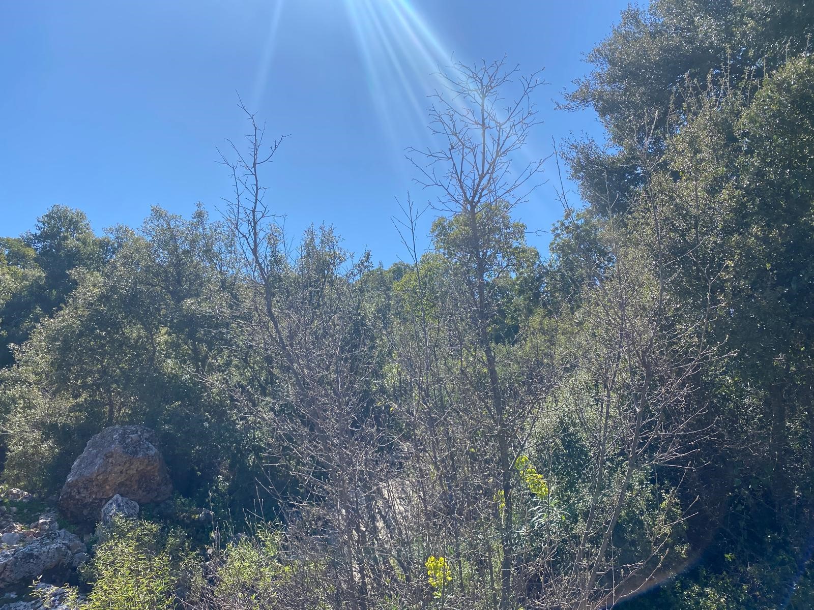 Kaş Pınarbaşı Kartın mevkiinde kupon tarla