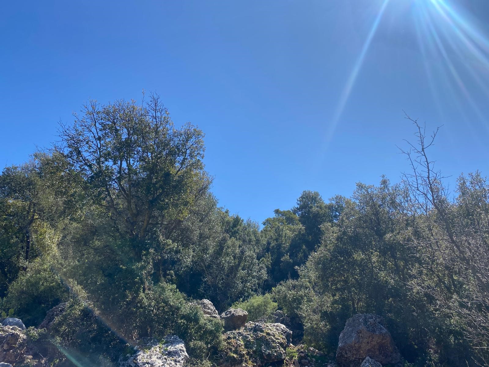 Kaş Pınarbaşı Kartın mevkiinde kupon tarla