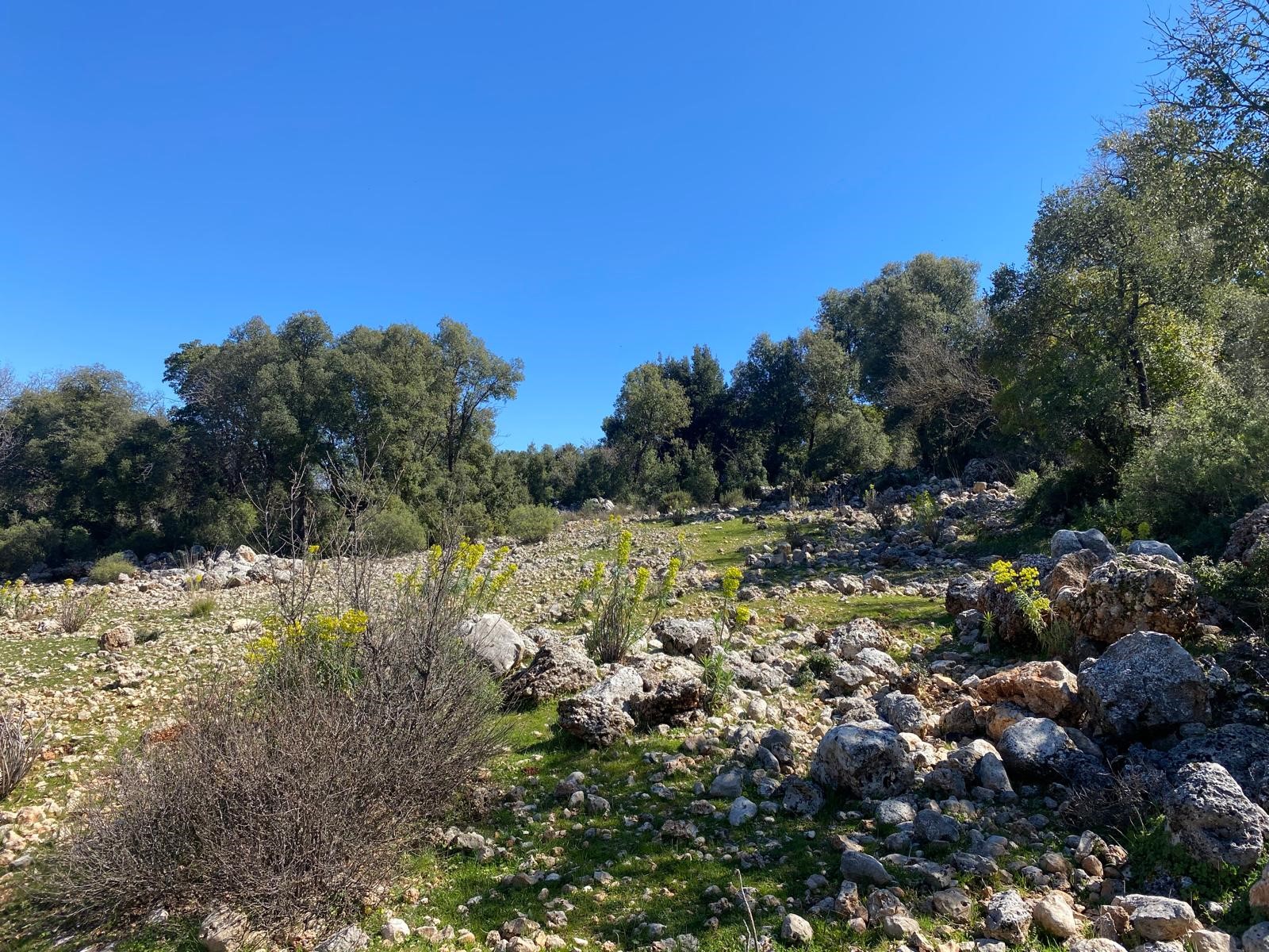 Kaş Pınarbaşı Kartın mevkiinde kupon tarla