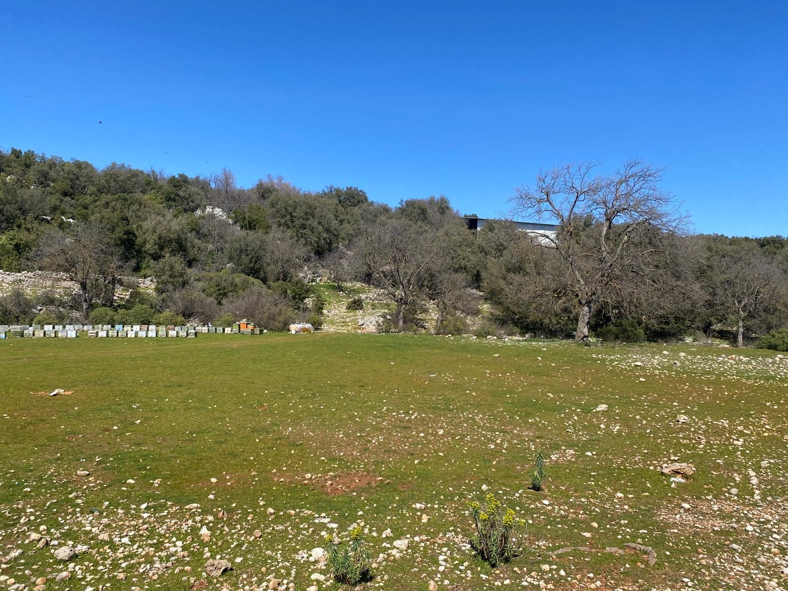 Kaş Pınarbaşı Kartın mevkiinde kupon tarla