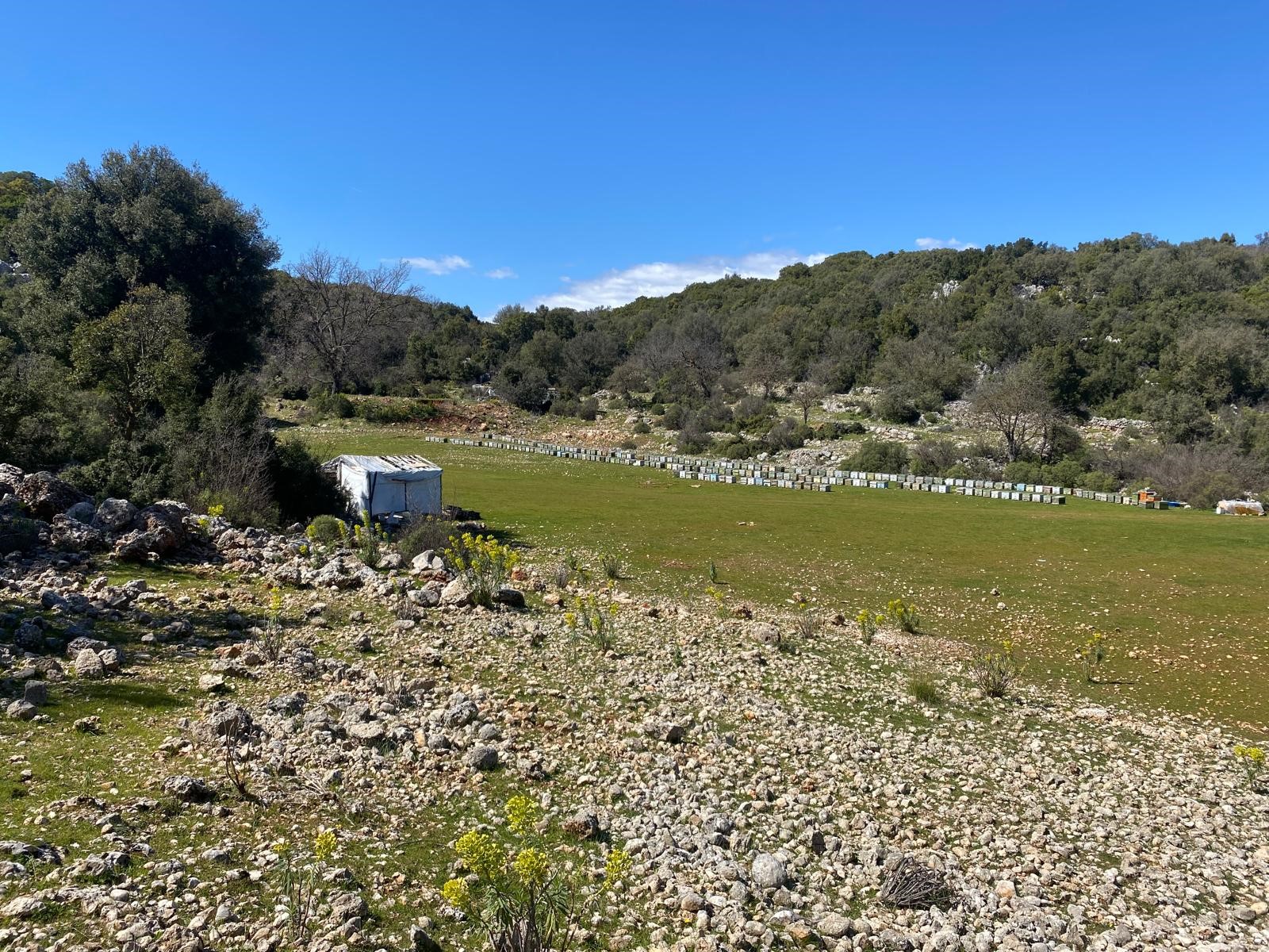Kaş Pınarbaşı Kartın mevkiinde kupon tarla