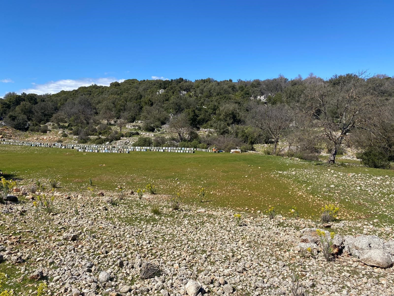 Kaş Pınarbaşı Kartın mevkiinde kupon tarla