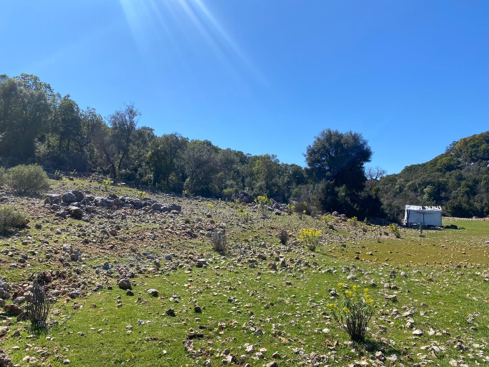 Kaş Pınarbaşı Kartın mevkiinde kupon tarla