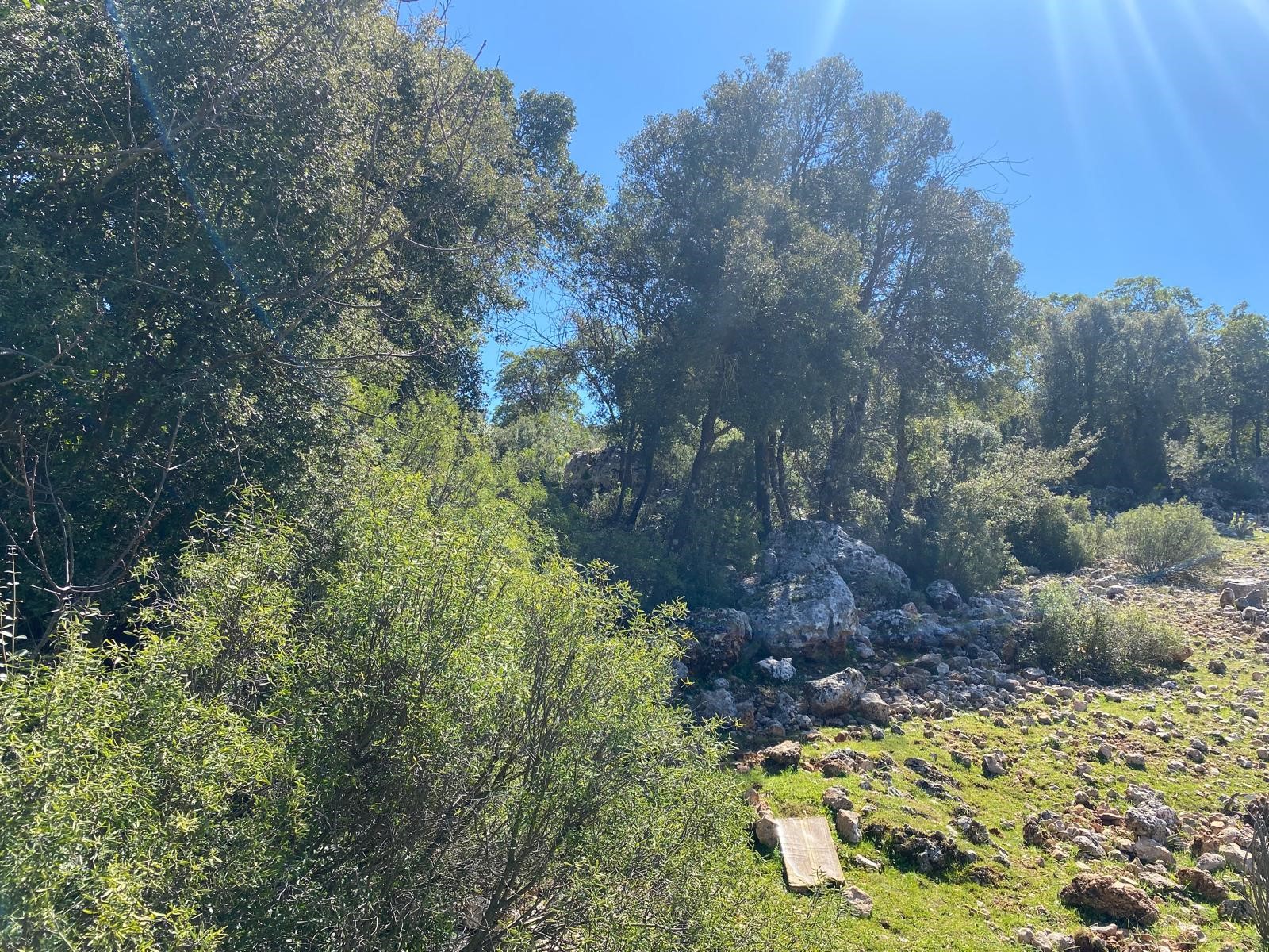 Kaş Pınarbaşı Kartın mevkiinde kupon tarla