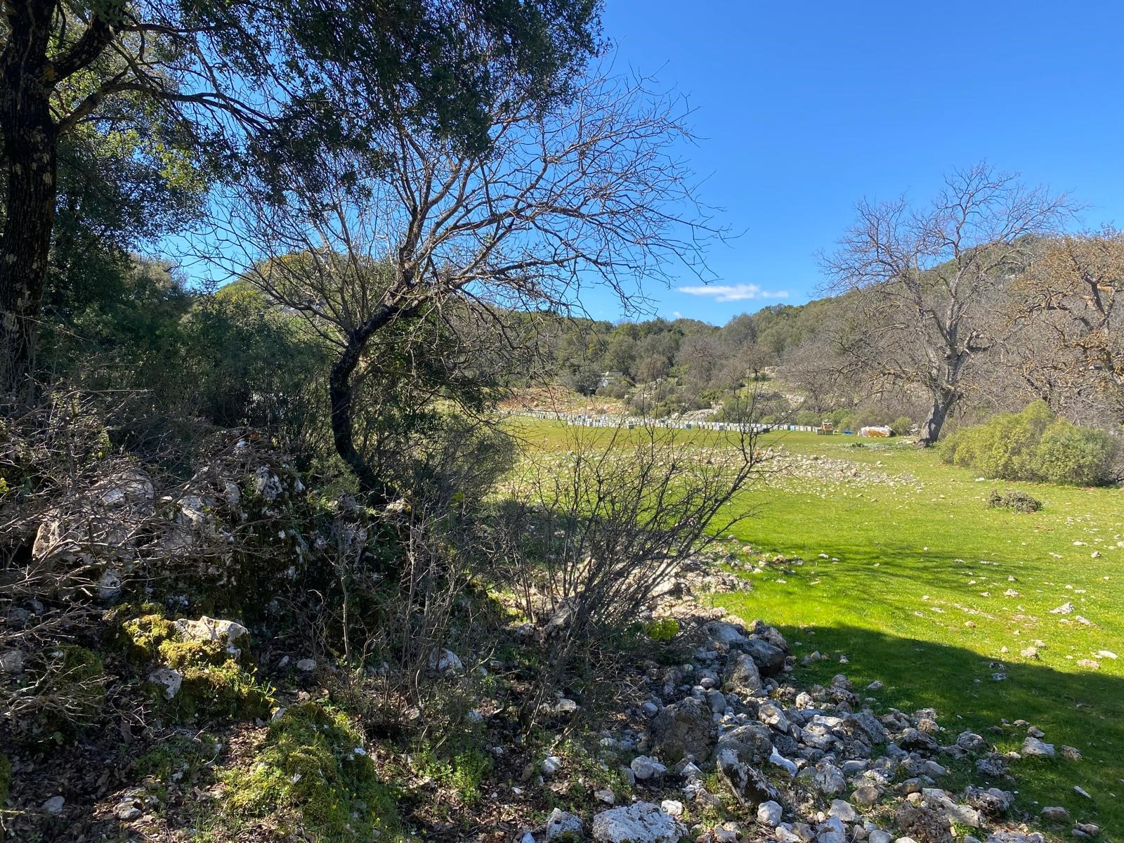Kaş Pınarbaşı Kartın mevkiinde kupon tarla
