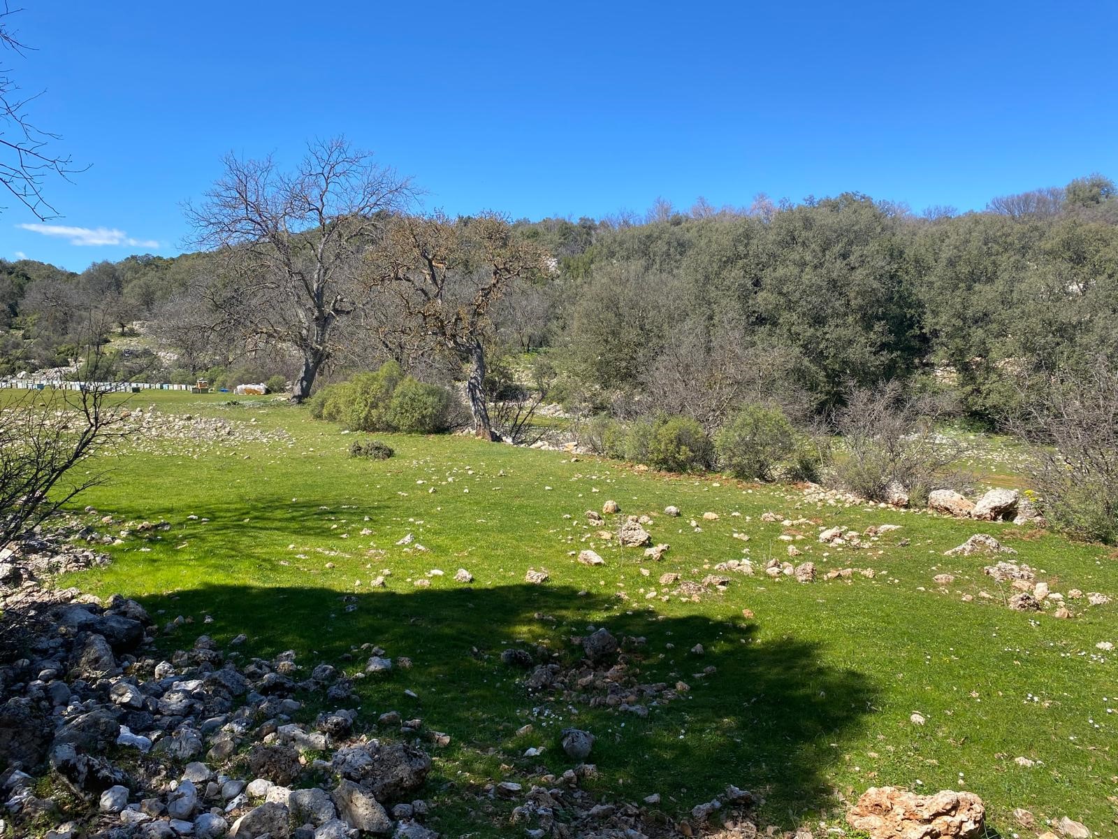 Kaş Pınarbaşı Kartın mevkiinde kupon tarla
