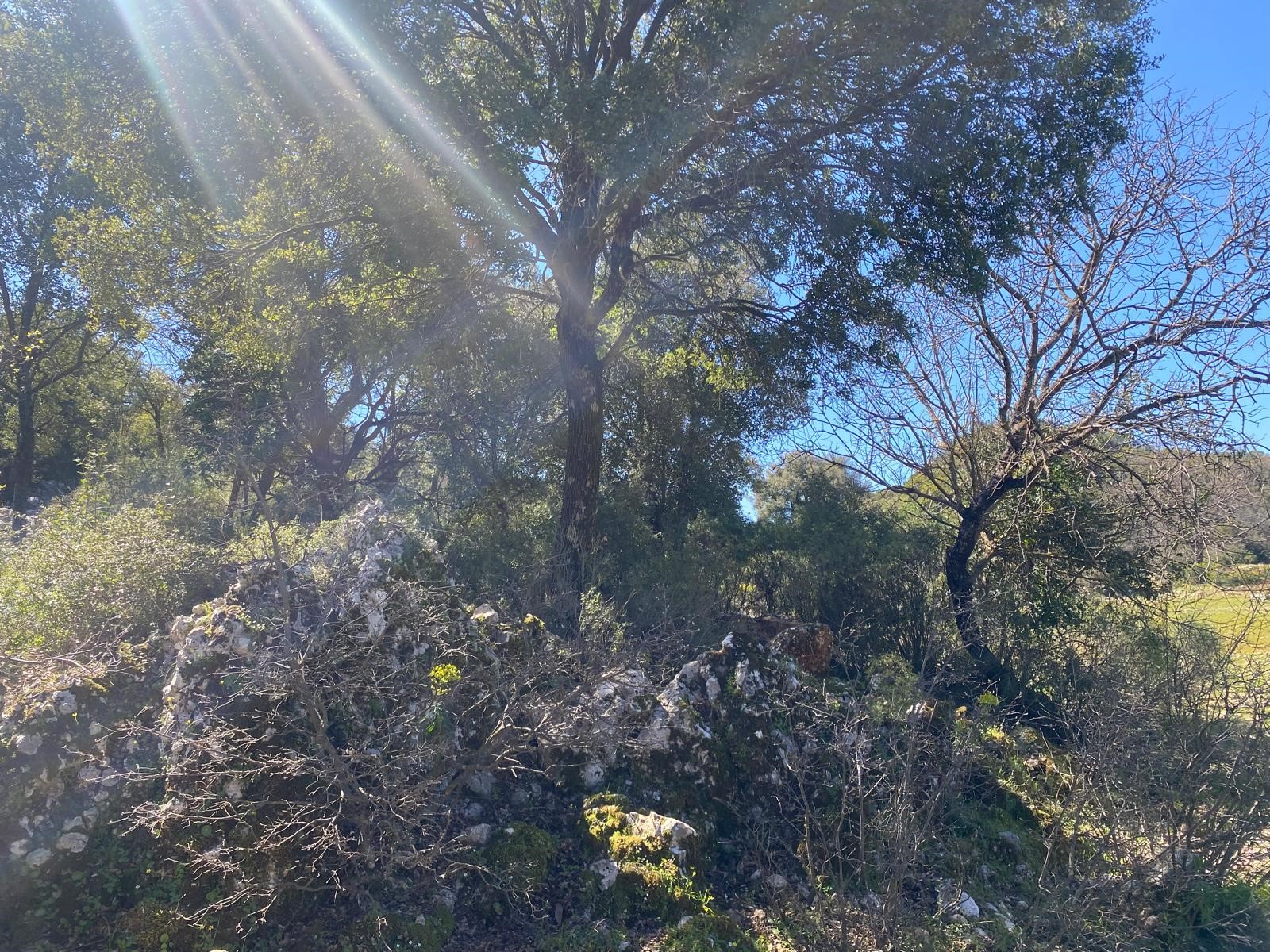 Kaş Pınarbaşı Kartın mevkiinde kupon tarla