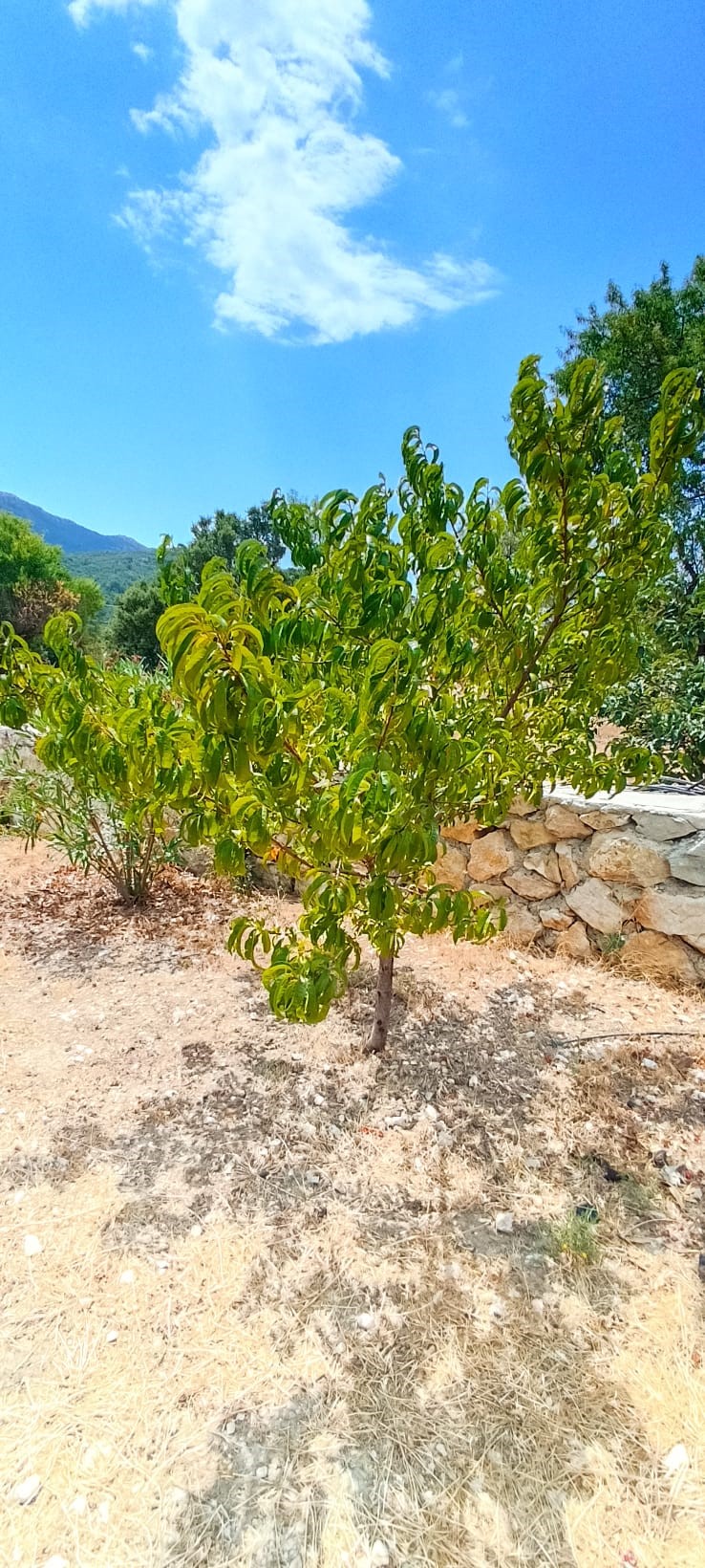Kaş İkizce de 2 adet müstakil ev toplam 5687,52m2 arazi içinde !!!
