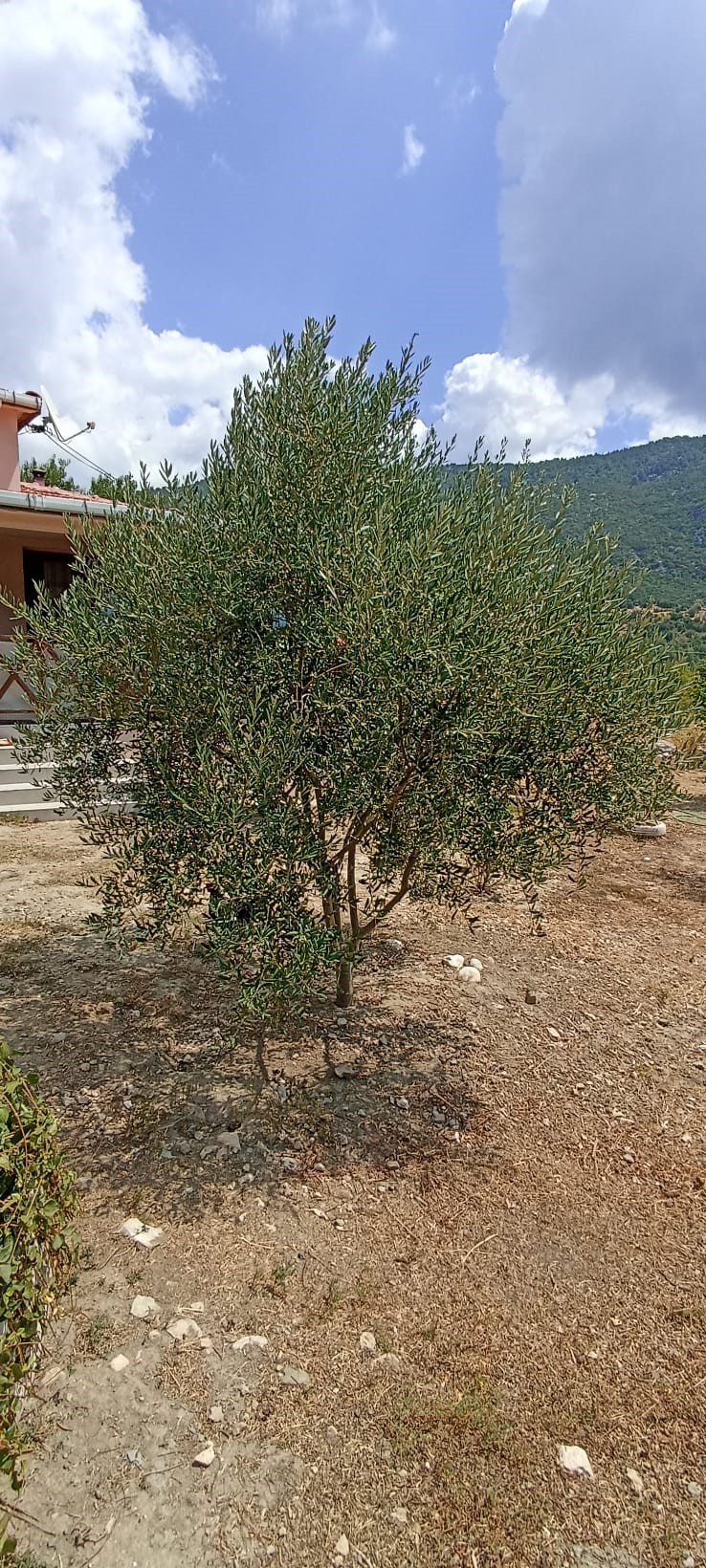 Kaş İkizce de 2 adet müstakil ev toplam 5687,52m2 arazi içinde !!!