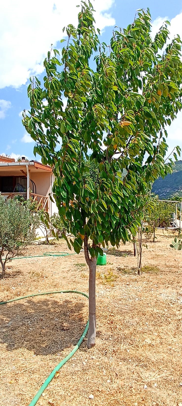 Kaş İkizce de 2 adet müstakil ev toplam 5687,52m2 arazi içinde !!!