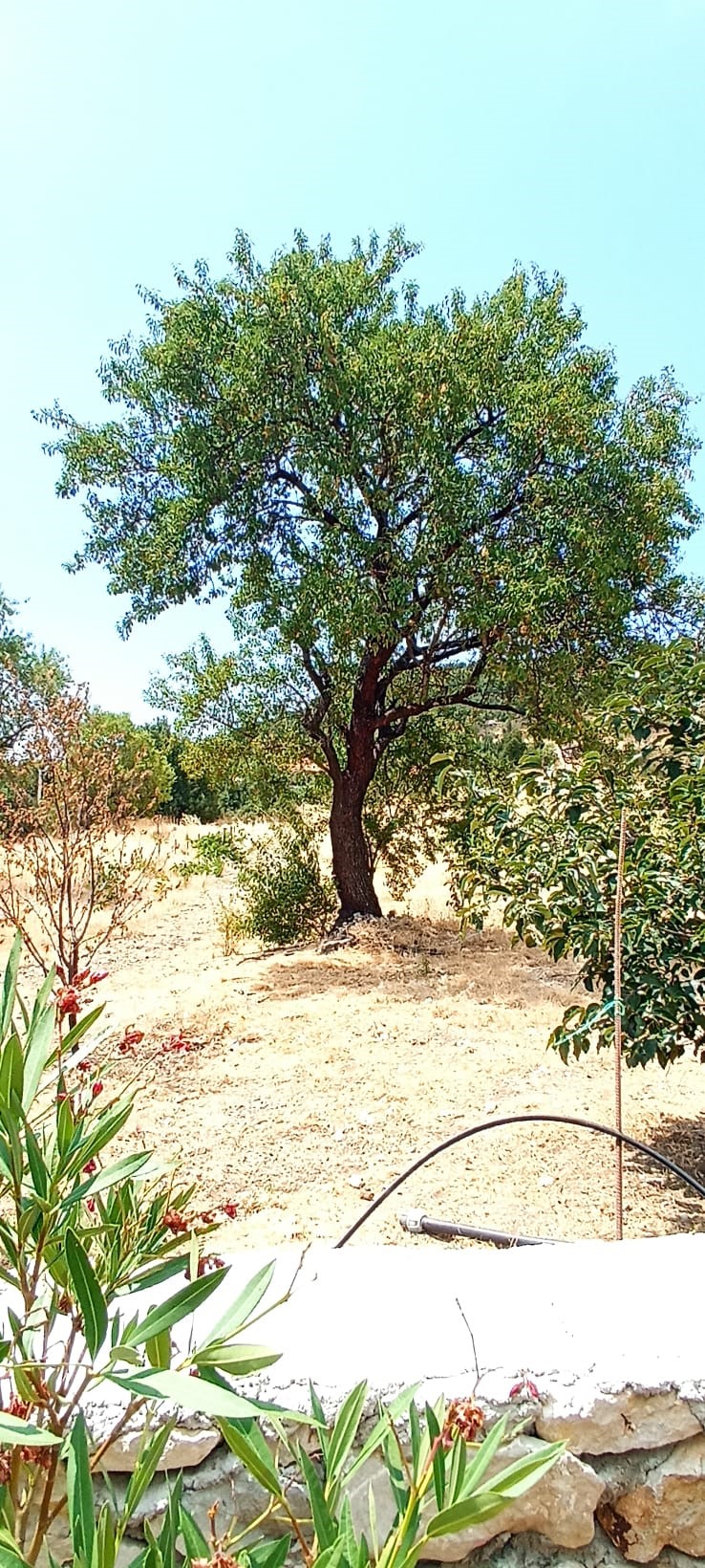 Kaş İkizce de 2 adet müstakil ev toplam 5687,52m2 arazi içinde !!!