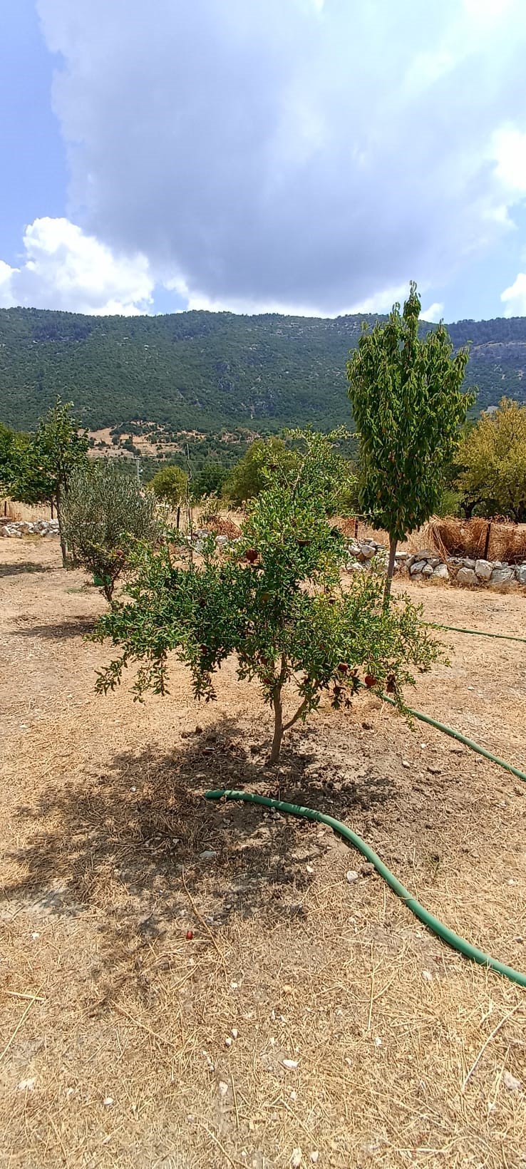Kaş İkizce de 2 adet müstakil ev toplam 5687,52m2 arazi içinde !!!